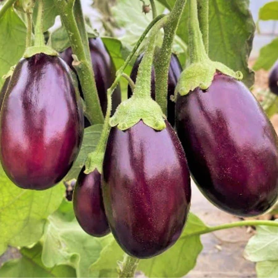 উপকরণ : ছোট বেগুন: ৫০০ গ্রাম (একটু লম্বাটে বেগুন হলে ভাল হয়), টক দই: ১ কাপ, পেঁয়াজ: ২টি (মিহি করে বাটা),  আদা-রসুন বাটা: ২ চামচ,  কিশমিশ: ১ চামচ,  কাজুবাদাম: ১০-১২টি, শুকনো লঙ্কা: ২টি , ধনে গুঁড়ো: ১ চামচ,  হলুদ গুঁড়ো: ১/২ চামচ,  জিরে গুঁড়ো: ১ চামচ,  গরম মশলা গুঁড়ো: ১ চামচ,  চিনি: ১ চামচ,  ঘি: ২ চামচ,  তেল: পরিমাণ মতো,  লবণ: স্বাদ মতো,  গোটা গরম মশলা (ছোট এলাচ, দারচিনি, লবঙ্গ),  গোলাপ জল: ১ চামচ,  কেশর: সামান্য (ঐচ্ছিক)