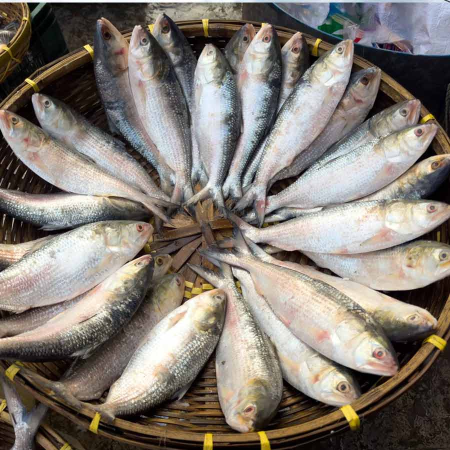 Bangladesh notified about hilsa export to India during Durga Puja 2025 dgtl