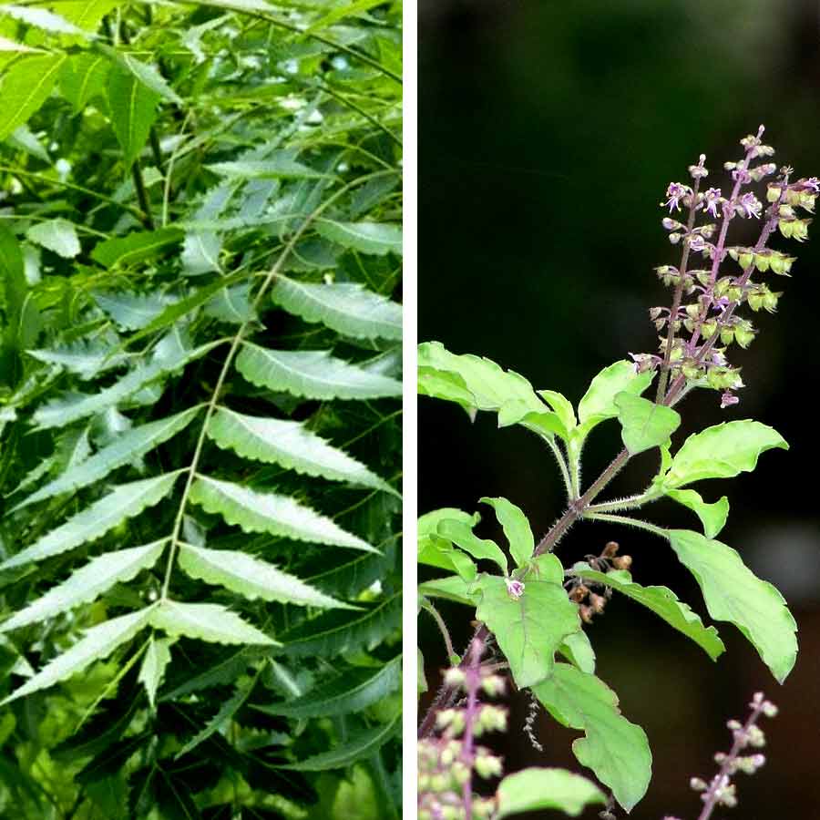 নিম আর তুলসী পাতার প্যাক।