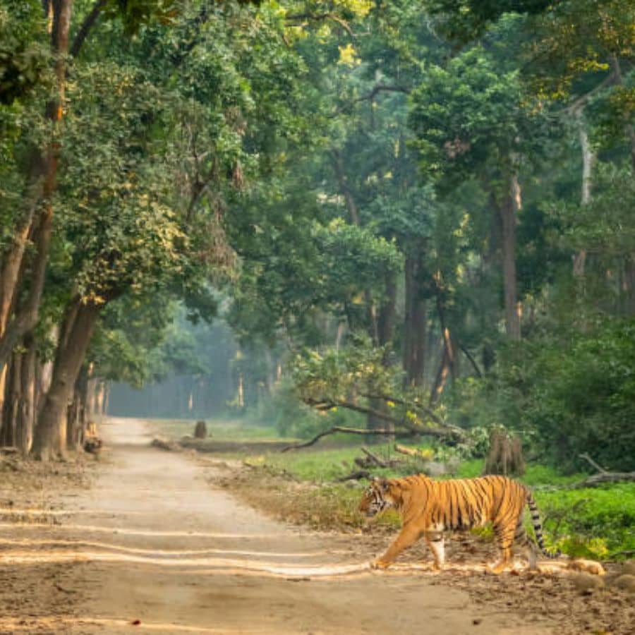 কী কী দেখবেন? বাংরিপোসি তার প্রাকৃতিক সৌন্দর্য এবং আদিবাসী সংস্কৃতির জন্য বিখ্যাত। এখানে ঘোরার জন্য কিছু বিশেষ জায়গা রয়েছে:  সিমলিপাল জাতীয় উদ্যান: বাংরিপোসির কাছেই অবস্থিত সিমলিপাল জাতীয় উদ্যান ও ব্যাঘ্র সংরক্ষণ কেন্দ্র। এখানে বেঙ্গল টাইগার, হাতি এবং বিভিন্ন ধরনের বন্যপ্রাণী ও পাখির দেখা পাওয়া যায়। জিপসি বা গাড়িতে জঙ্গল সাফারিতে গেলে এক রোমাঞ্চকর অভিজ্ঞতা হবে।