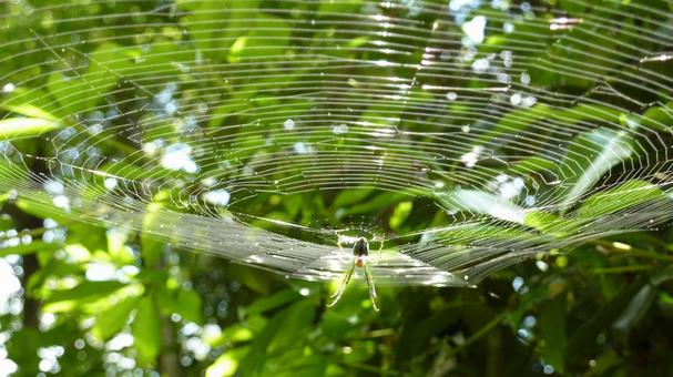 ১. মাকড়সা তাড়াবেন না অনেকের মতে, দুর্গাপুজোর সময়ে বাড়িতে মাকড়সা তাড়িয়ে দেওয়া উচিত নয়। মাকড়সাকে অনেকে দেবী লক্ষ্মীর আগমন বার্তাবাহক হিসেবে মনে করেন। বিশ্বাস করা হয়, যদি বাড়িতে মাকড়সা জাল তৈরি করে, তবে তা ধন-সম্পদের আগমনকে ইঙ্গিত করে। তাই এই সময়ে মাকড়সার জাল পরিষ্কার করতে নিষেধ করা হয়।