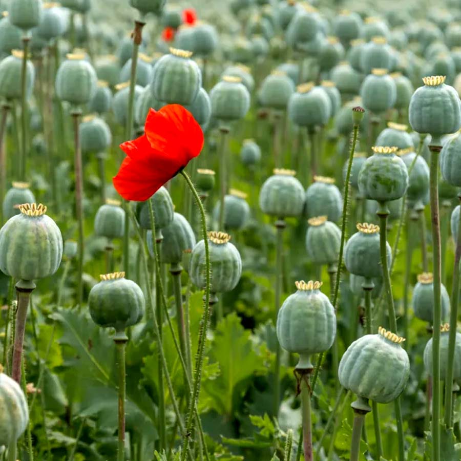 Pakistan overtaking opium throne from Afghanistan
