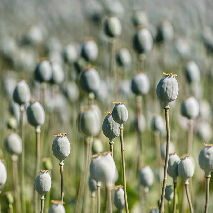 Opium capital of the world