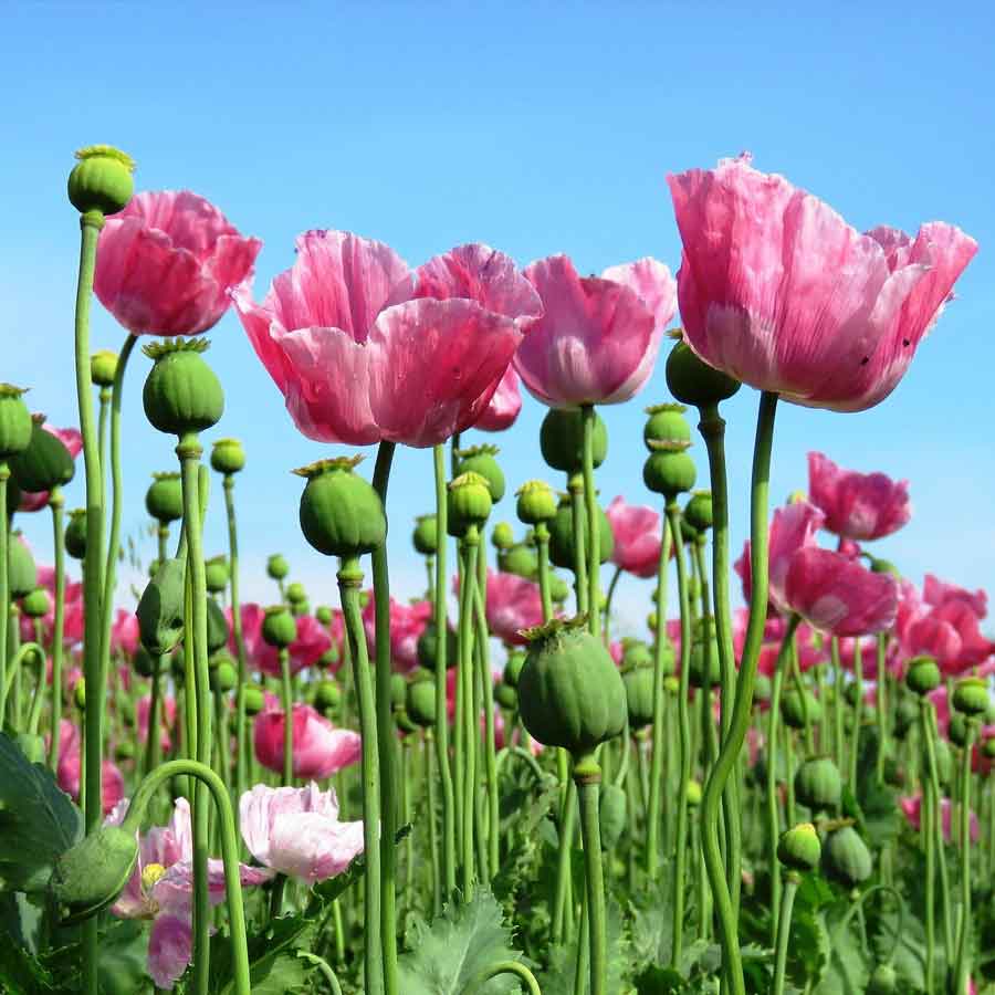 Opium capital of the world