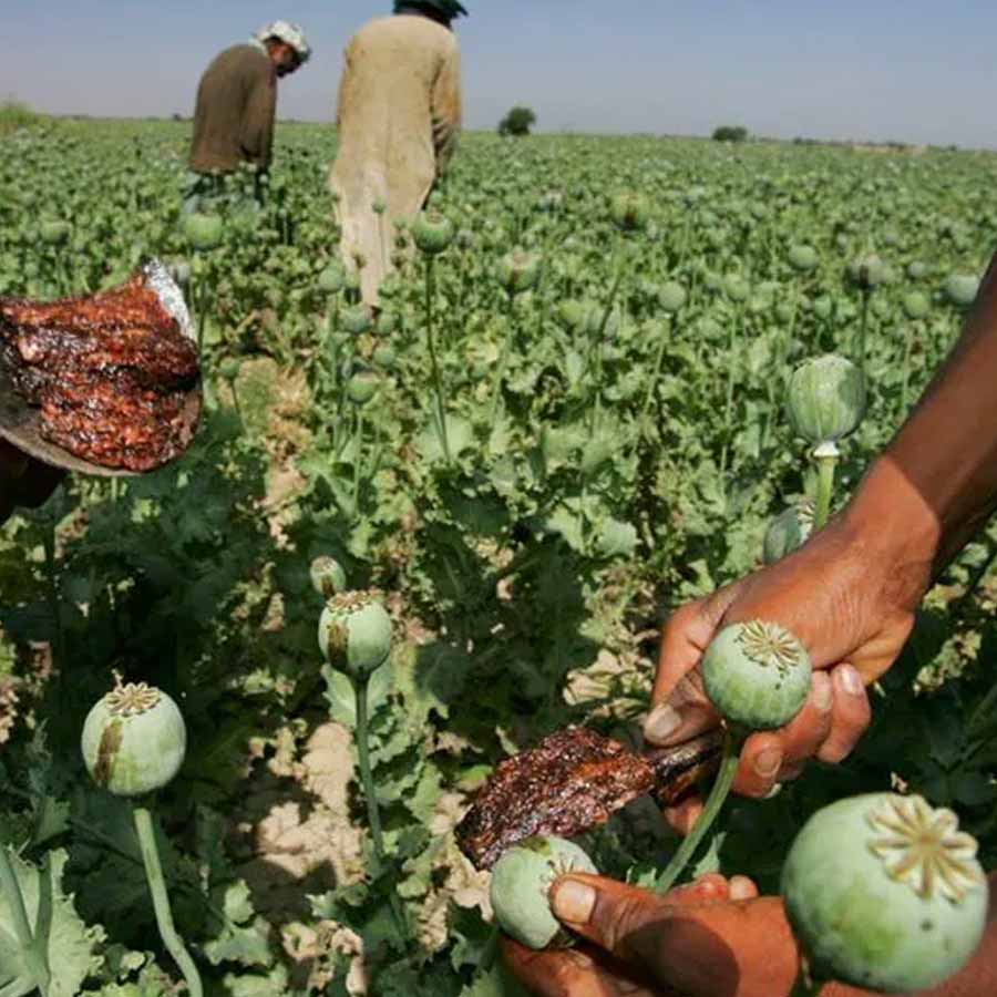 Opium capital of the world