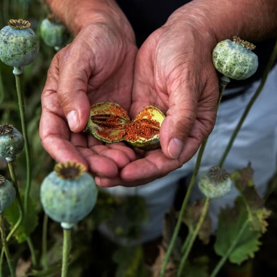 Opium capital of the world