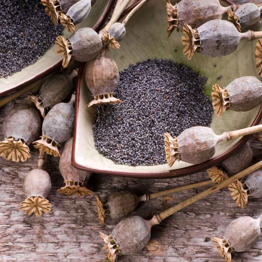 Opium capital of the world