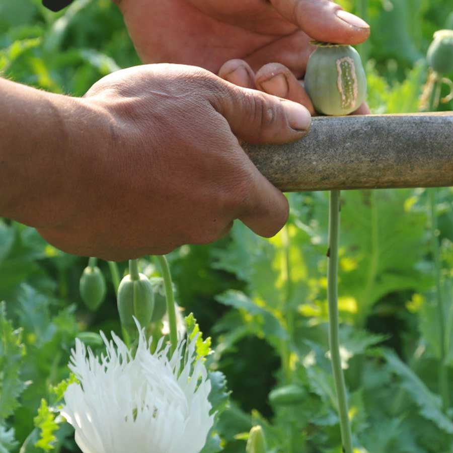 Opium capital of the world