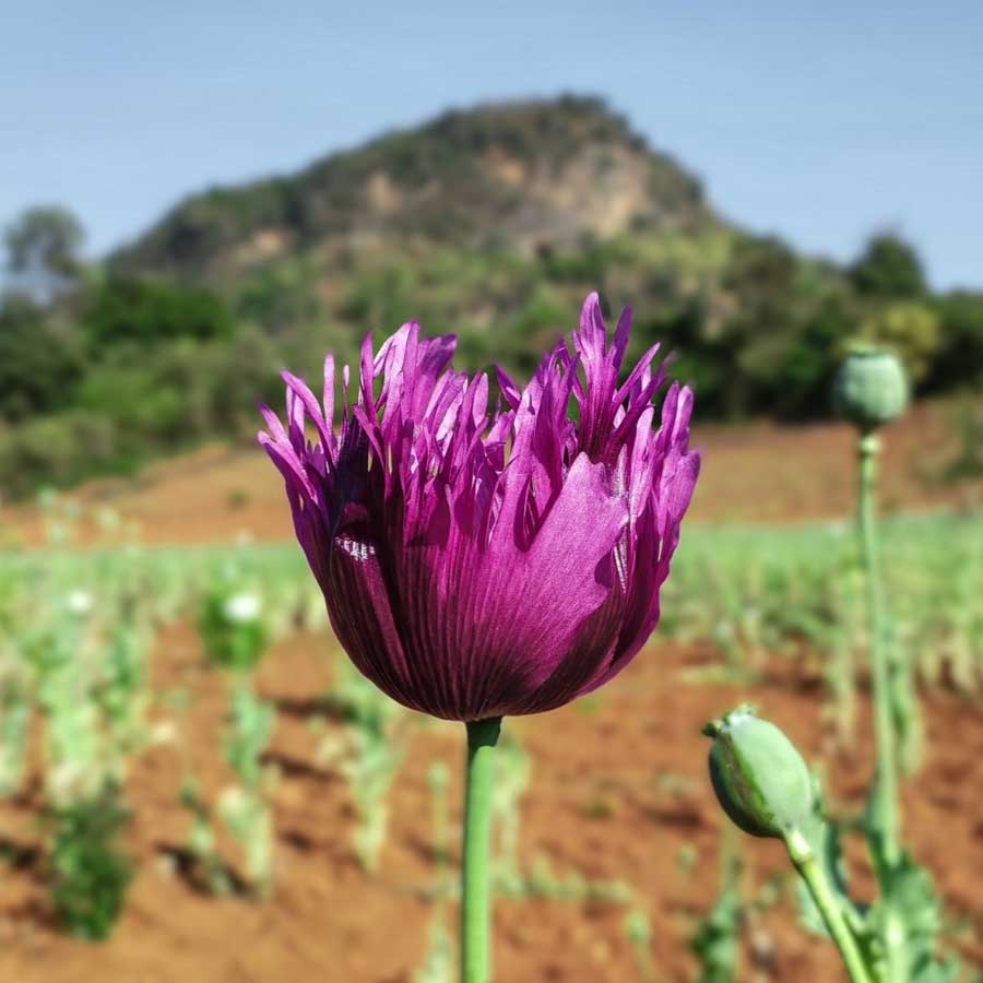 Opium capital of the world