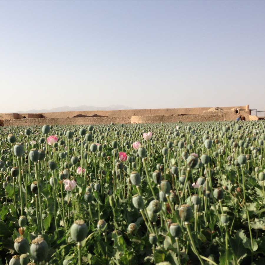 Opium capital of the world