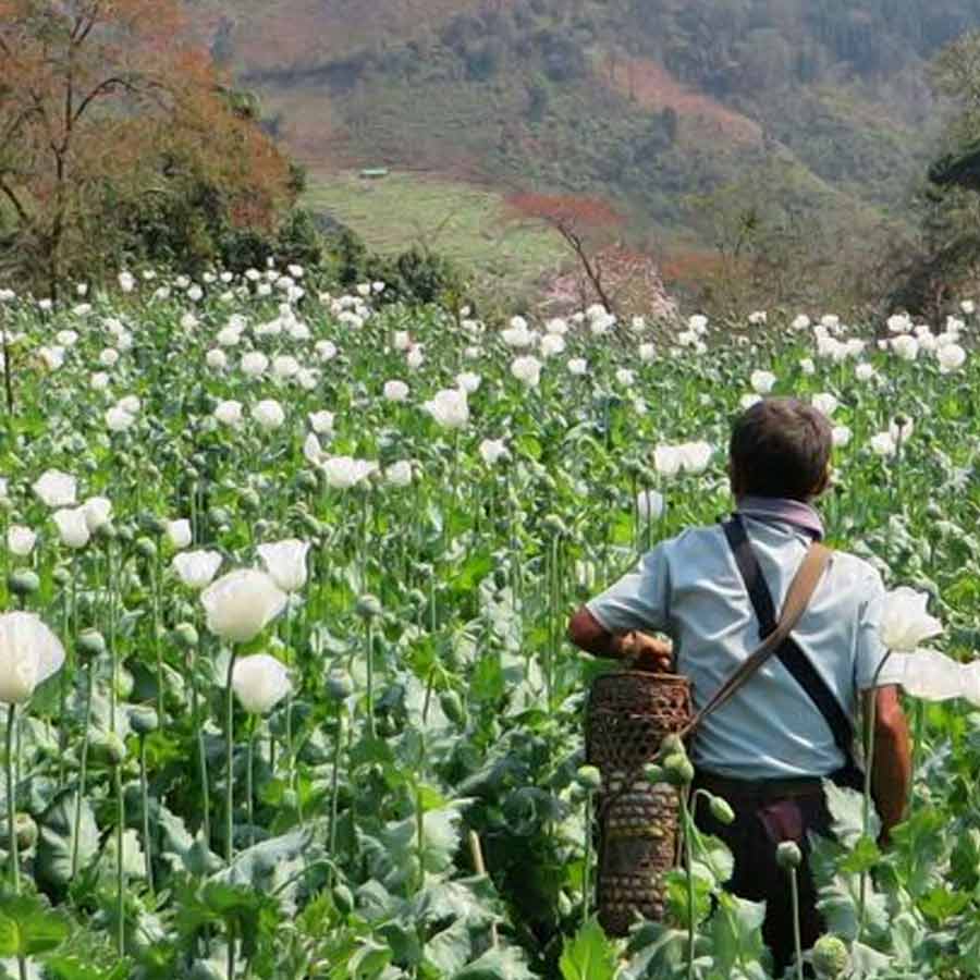 Opium capital of the world