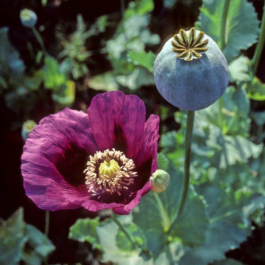 Opium capital of the world