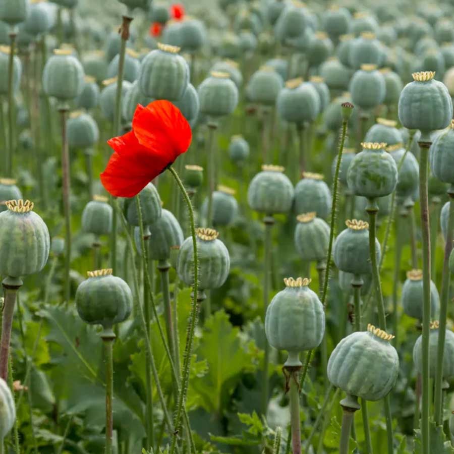 Opium capital of the world