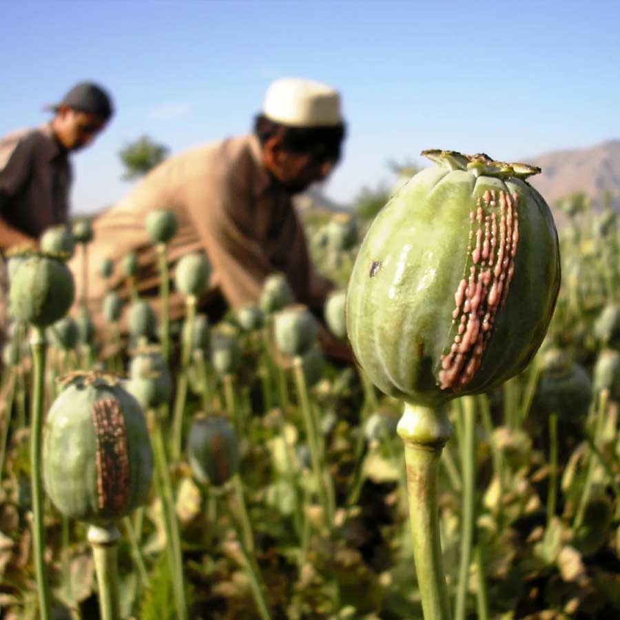 Opium capital of the world