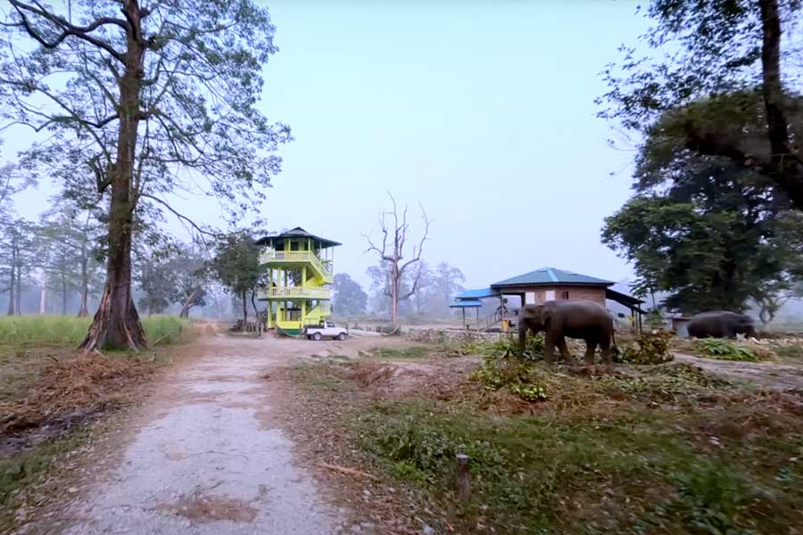 সিসামারা থেকে ঘুরে নিতে পারেন জলদাপাড়া জাতীয় উদ্যান, নজরমিনার।