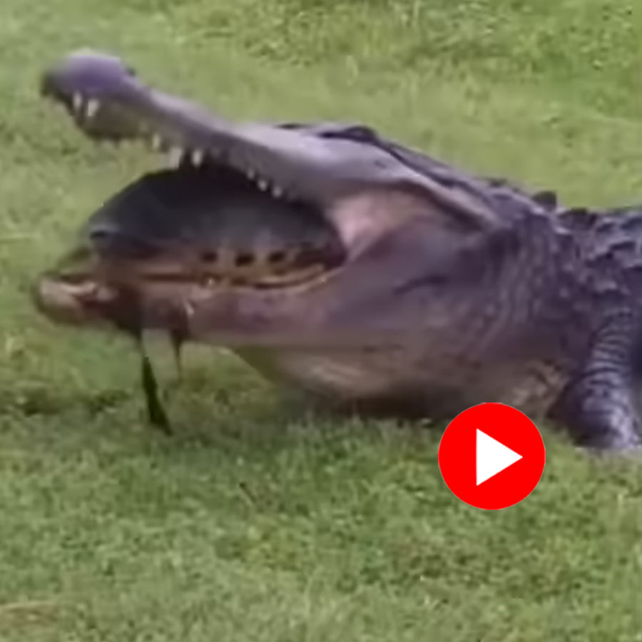 Video of a Turtle Escapes from Crocodile's Mouth Went Viral dgtl