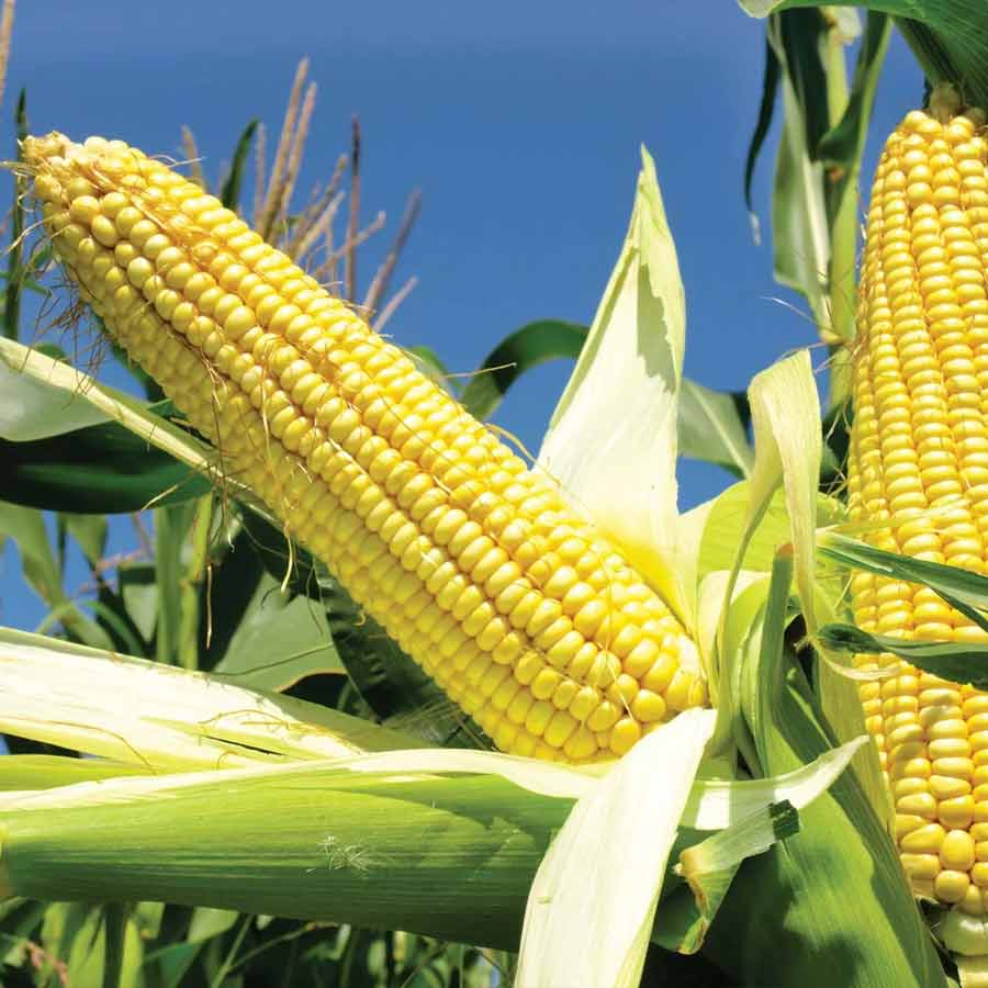 corn tariff
