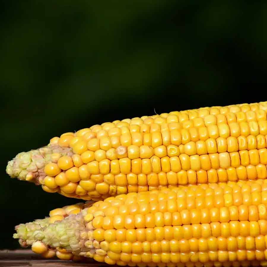 corn tariff