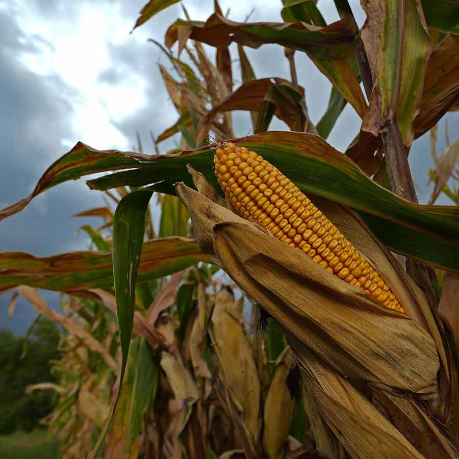 corn tariff