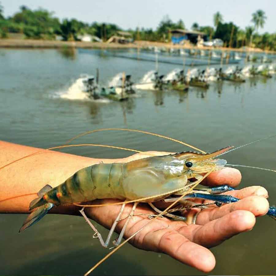 European Union has approved 102 additional fishery units for shipments, India’s seafood market might get a boost