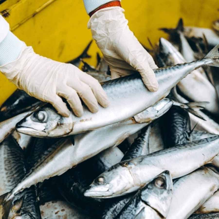 European Union has approved 102 additional fishery units for shipments, India’s seafood market might get a boost
