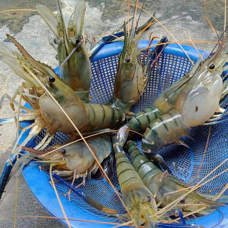 European Union has approved 102 additional fishery units for shipments, India’s seafood market might get a boost