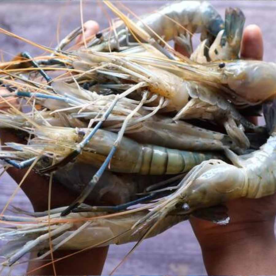 European Union has approved 102 additional fishery units for shipments, India’s seafood market might get a boost