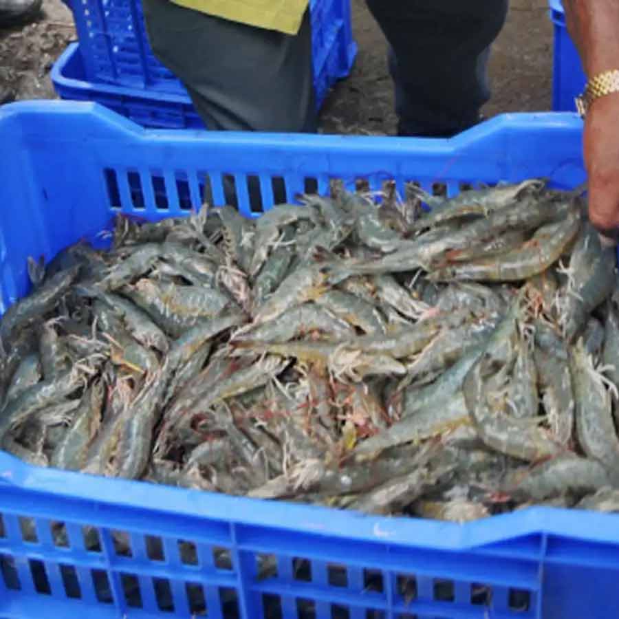 European Union has approved 102 additional fishery units for shipments, India’s seafood market might get a boost