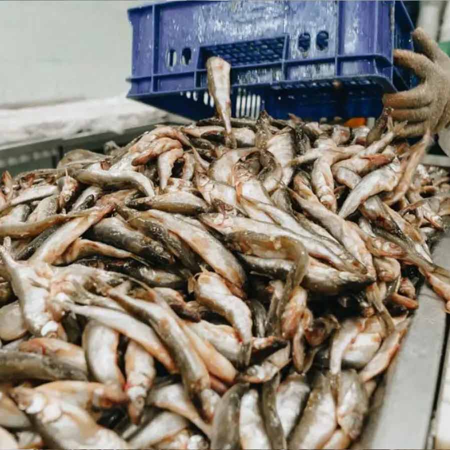 European Union has approved 102 additional fishery units for shipments, India’s seafood market might get a boost