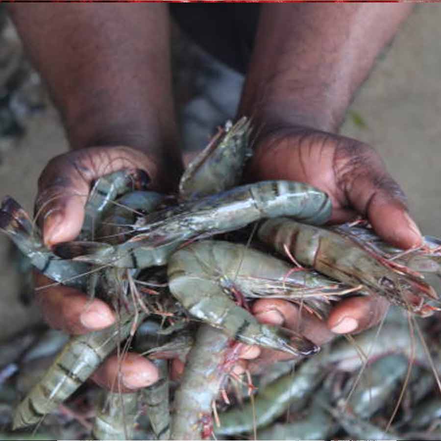 European Union has approved 102 additional fishery units for shipments, India’s seafood market might get a boost