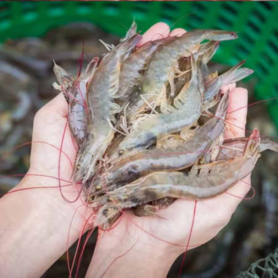 European Union has approved 102 additional fishery units for shipments, India’s seafood market might get a boost