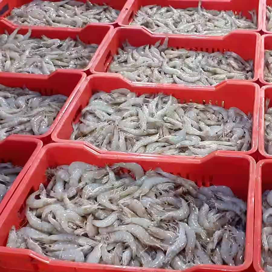 European Union has approved 102 additional fishery units for shipments, India’s seafood market might get a boost