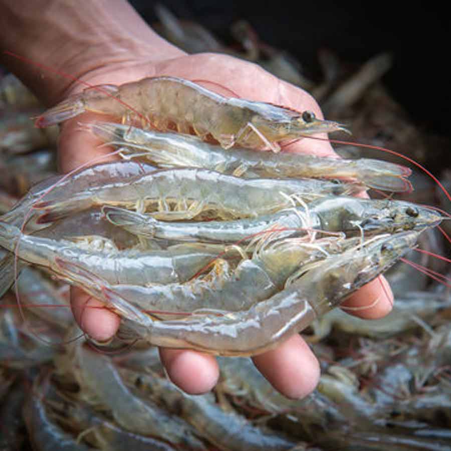 European Union has approved 102 additional fishery units for shipments, India’s seafood market might get a boost