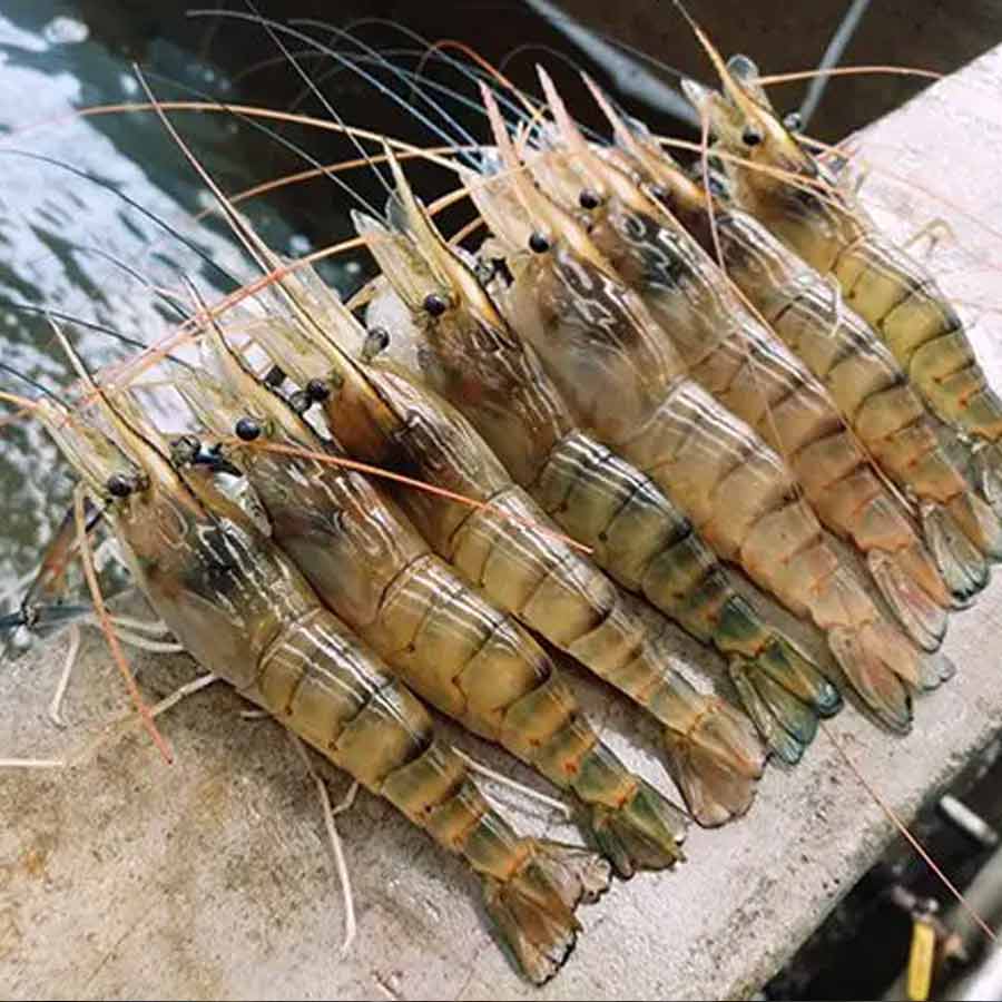 European Union has approved 102 additional fishery units for shipments, India’s seafood market might get a boost