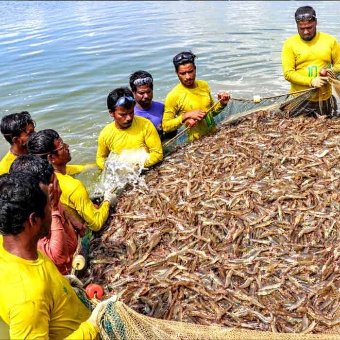 European Union has approved 102 additional fishery units for shipments, India’s seafood market might get a boost