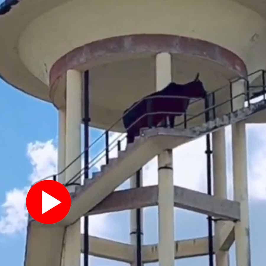 Video of Stray Bull Climbs 60-Feet-High Water Tank In Rajasthan’s Ajmer goes viral dgtl