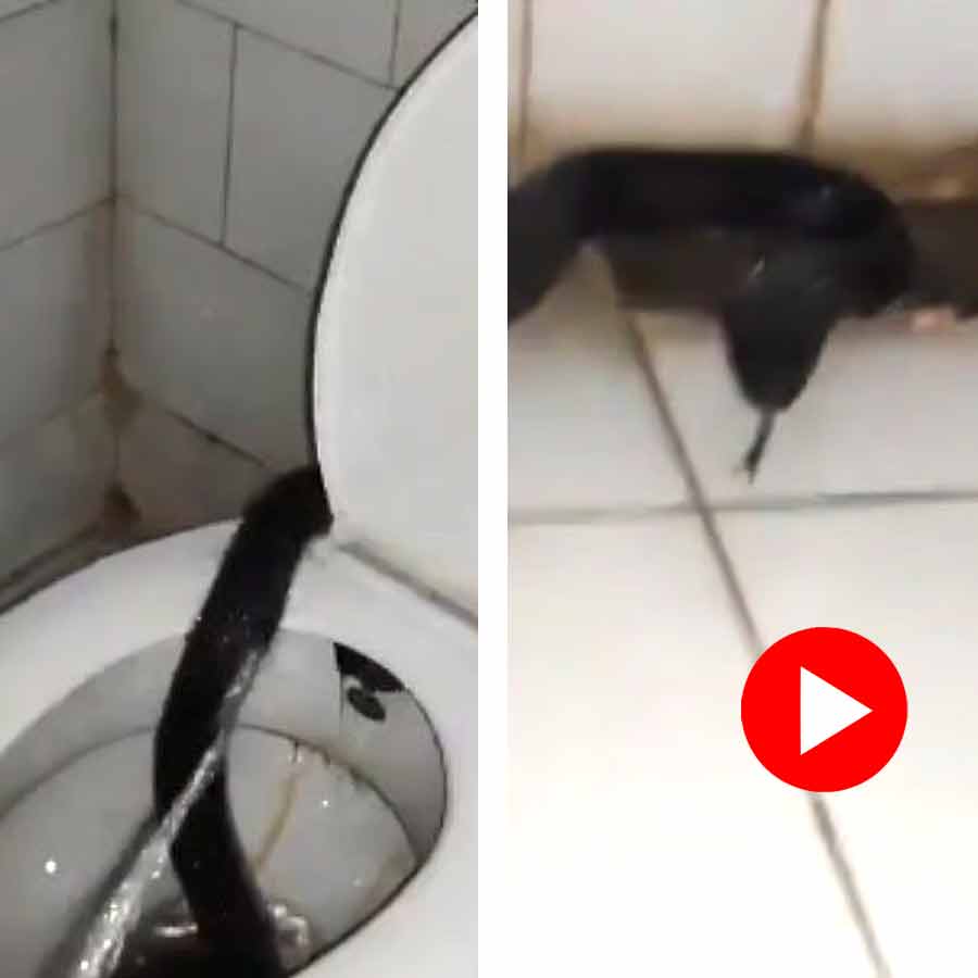 Video shows venomous black cobra enters bathroom of Doctor’s hostel