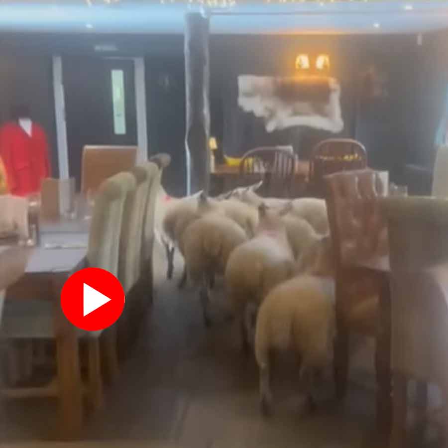 Video of sheep wandering into pub in Yorkshire goes viral dgtl