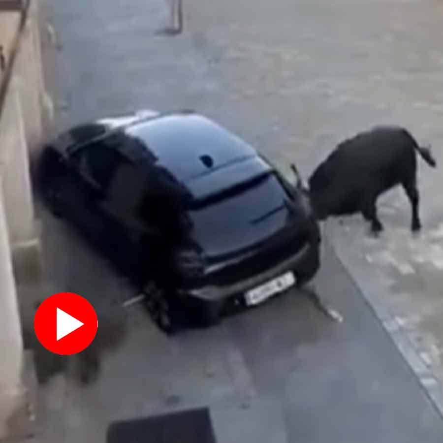 Video of bull ramming car within seconds goes viral dgtl