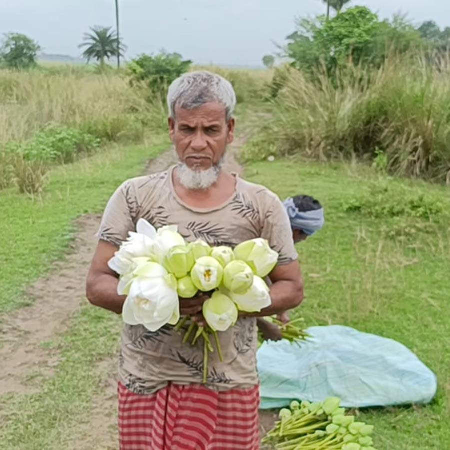 Lotus harvested by a Muslim person will be used for Durga Puja at East Bardhaman dgtld