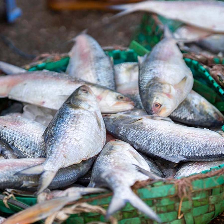 Padma hilsa now available in retail markets of Kolkata and Howrah dgtld