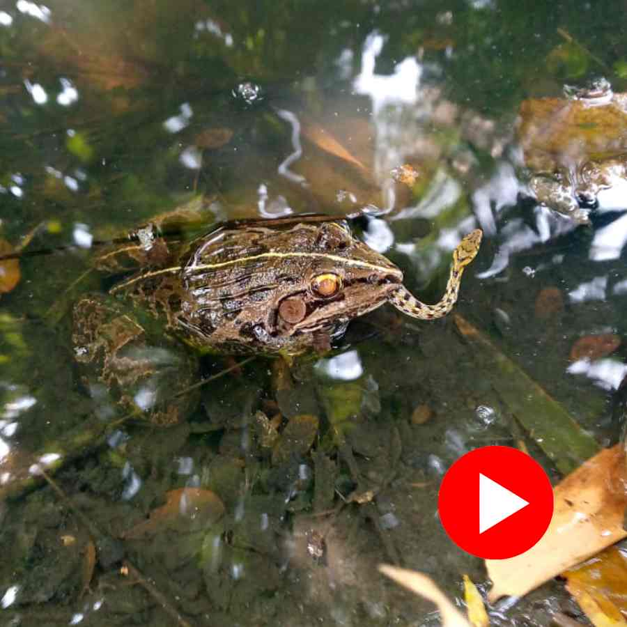 Video of a frog is eating a snake in Howrah dgtl