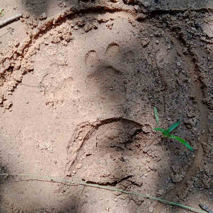 Pawprint of an unknown animal found at Jhargram dgtld