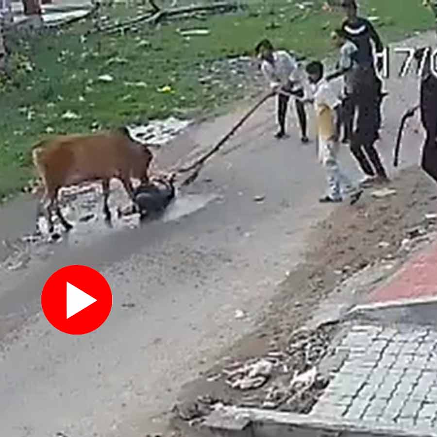 Video of cow attacked on elderly man in Uttar Pradesh’s Kalyanpur goes viral dgtl