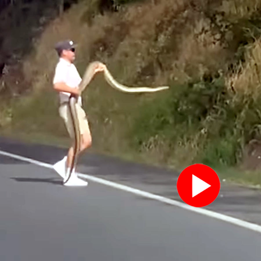 Video of Australian Biker Moves Huge Python with Bare Hands Goes Viral dgtl