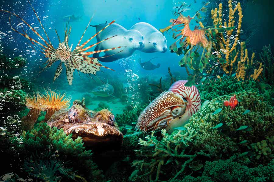 sea animals