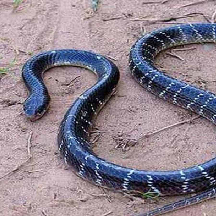 Drunk Man of Andhra Pradesh bites off snake’s head after it attacked him in bed dgtl