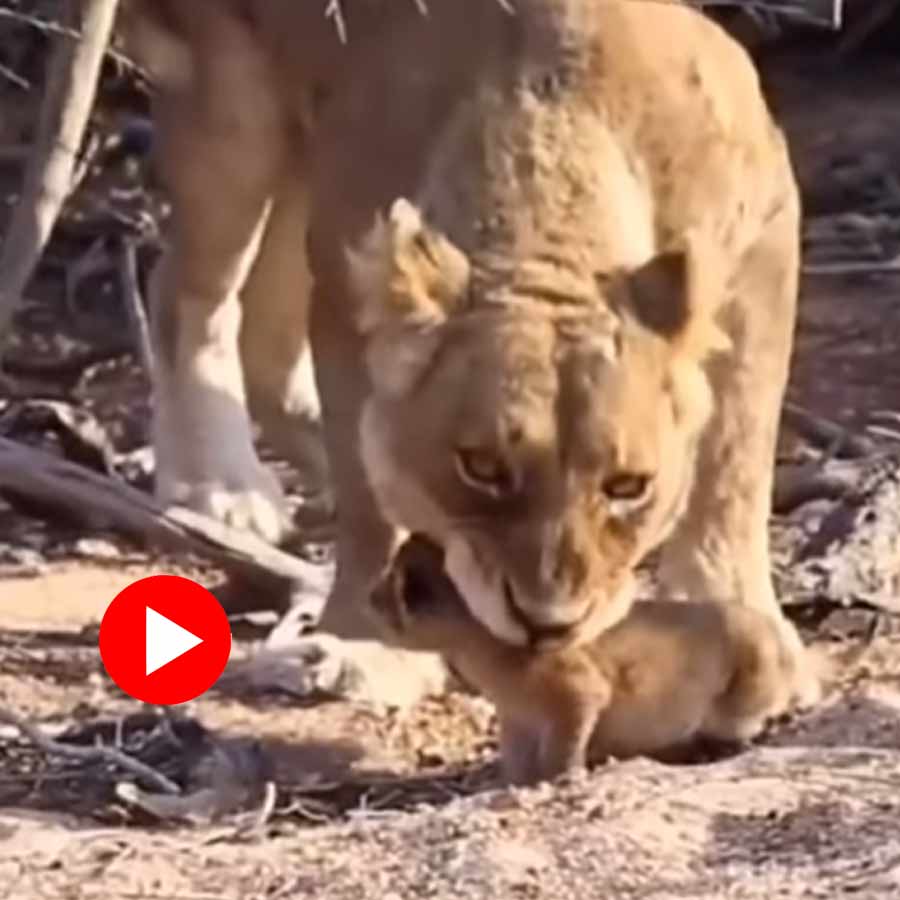 Video of lioness grabbing its cub’s neck goes viral dgtl
