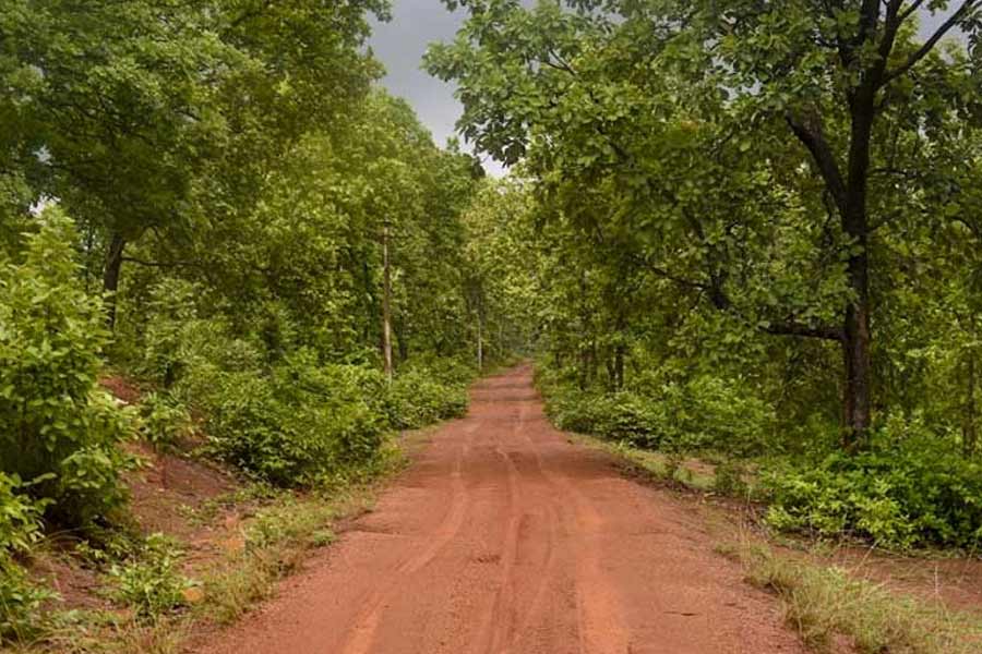 জয়পুরের জঙ্গলও কিন্তু একদিনে ঘুরে আসা যায়। 