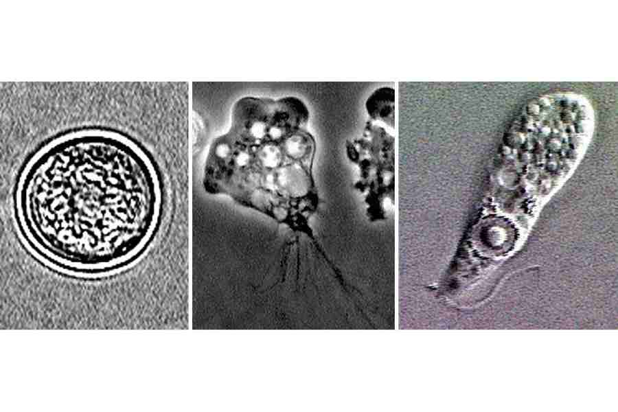 অ্যামিবা।